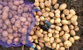 сбор урожая