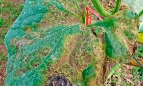 Болезни и вредители