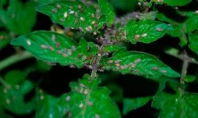 Болезни и вредители