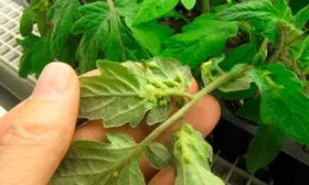 Болезни и вредители