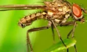 Болезни и вредители