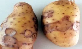 Болезни и вредители