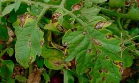 Борьба с вредителями и болезнями