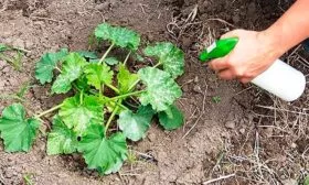 Борьба с вредителями и болезнями