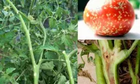 Борьба с вредителями и болезнями