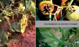 Борьба с вредителями и болезнями