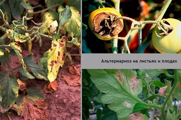 Борьба с вредителями и болезнями