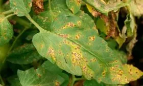 Борьба с вредителями и болезнями