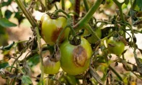 Борьба с вредителями и заболеваниями