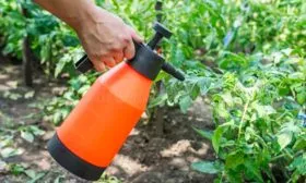 Борьба с вредителями и заболеваниями, профилактика