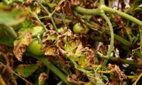 Борьба с вредителями и заболеваниями, профилактика