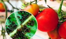 Борьба с вредителями и заболеваниями, профилактика