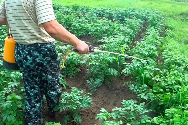 Картофель Наташа: немецкий ранний сорт