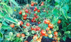 Формирование и подвязка