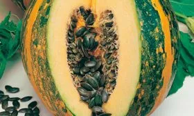 Чем тыква Штирийская отличается от обычной