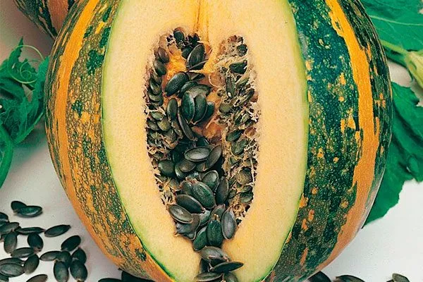 Чем тыква Штирийская отличается от обычной