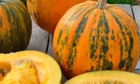 Чем тыква Штирийская отличается от обычной2