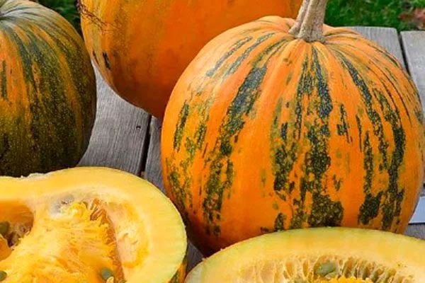 Чем тыква Штирийская отличается от обычной2