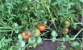 Период созревания, урожайность