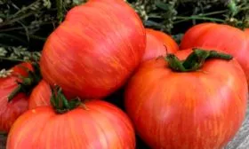 Продуктивность, время созревания, цветение