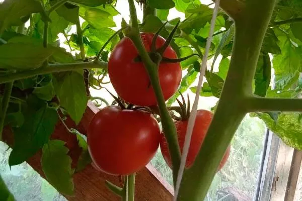 Описание куста и плодов