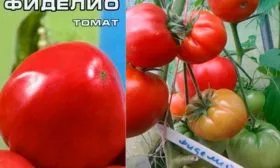 Описание куста и плодов2