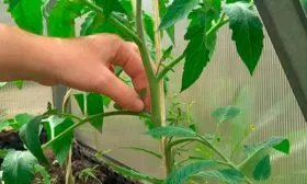 Формирование