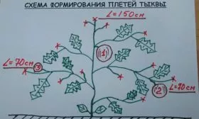 формирование