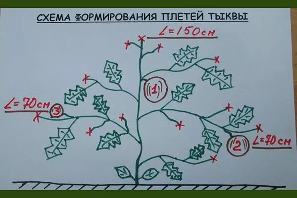 формирование