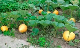 Формирование