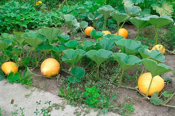 Формирование