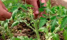 Формирование и подвязка