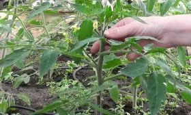 Формирование и подвязка