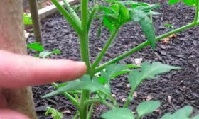 Формирование куста