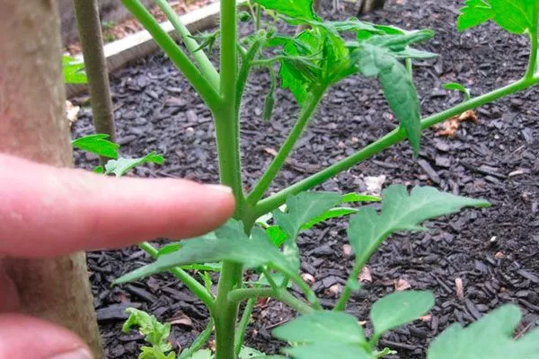 Формирование куста