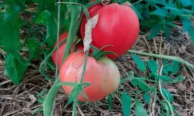 Формирование куста