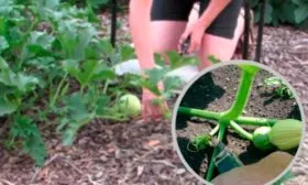 Формирование кустика тыквы