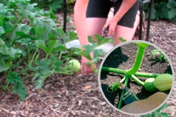 Формирование кустика тыквы