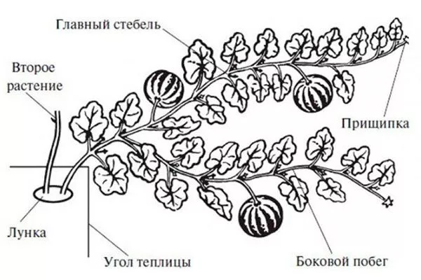 Формирование
