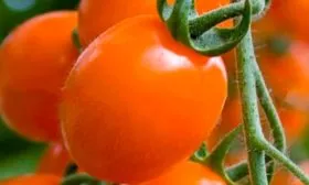 Основные характеристики и история