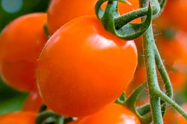 Основные характеристики и история