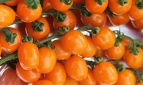 Сбор и хранение урожая