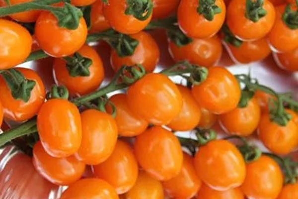 Сбор и хранение урожая