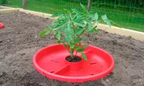 Уход за томатами