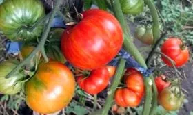 Сопротивляемость болезням и вредителям