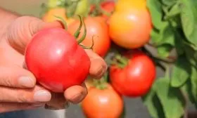 Созревание и плодоношение, продуктивность