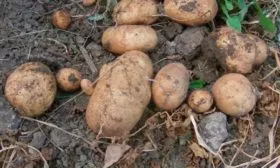 Степень урожайности