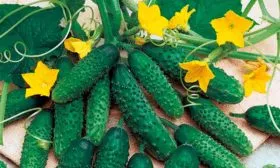 Вкус и предназначение