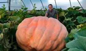 Положительные и отрицательные стороны