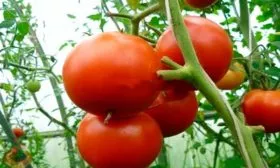 Описание куста и плодов2